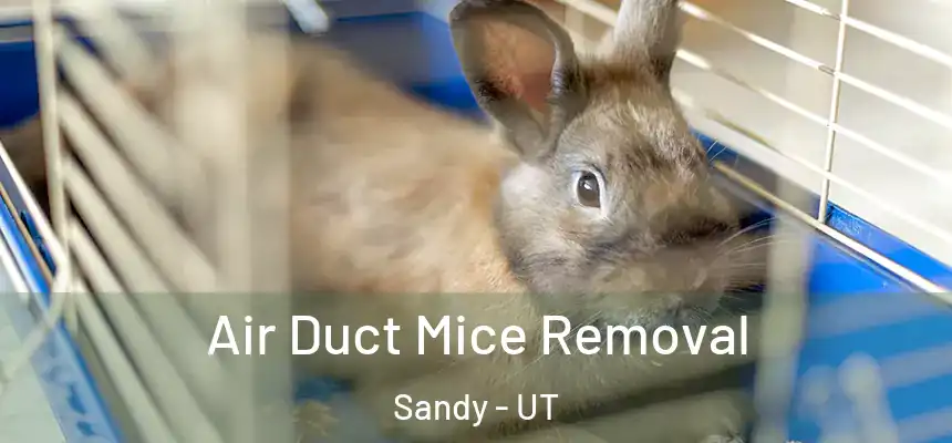  Air Duct Mice Removal Sandy - UT